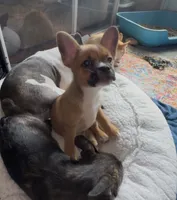 Ali -Video updates 8/2-, a male French Bulldog and Pomsky for sale in Kokomo, IN – 5 of 10