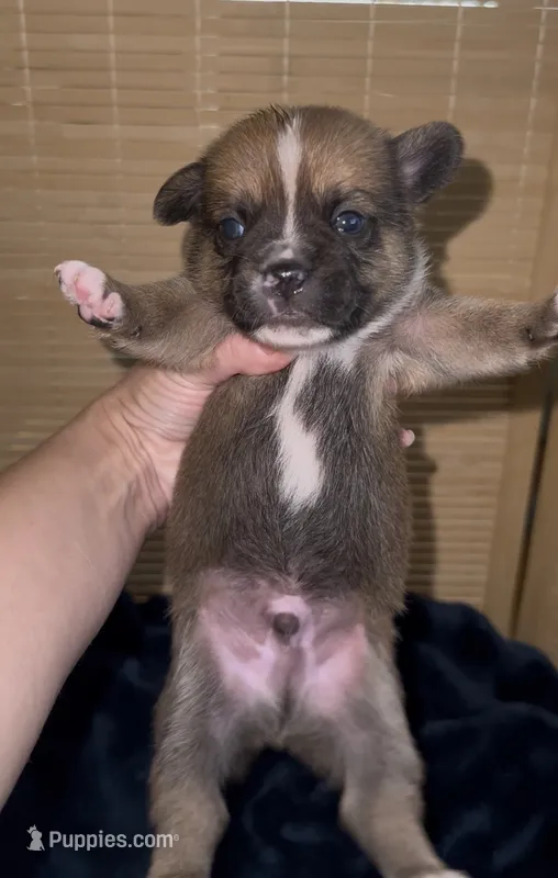 Ali – French Bulldog, Pomsky puppy for sale in Kokomo, IN