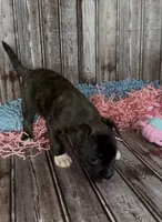 Luxe, a male French Bulldog and Pomsky for sale in Kokomo, IN – 9 of 9