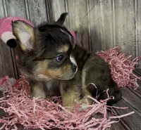 Biz, a male French Bulldog and Pomsky for sale in Kokomo, IN – 8 of 10