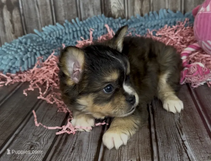 Biz – French Bulldog, Pomsky puppy for sale in Kokomo, IN
