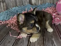 Biz, a male French Bulldog and Pomsky for sale in Kokomo, IN – 3 of 10