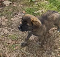 Fluffy Merle , a male French Bulldog and Pomsky for sale in Kokomo, IN – 6 of 10