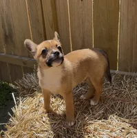 Ali -New Video 8/8, a male French Bulldog and Pomsky for sale in Kokomo, IN – 5 of 9