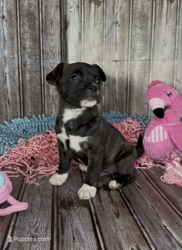 Luxe – French Bulldog, Pomsky puppy for sale in Kokomo, IN