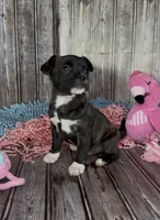 Luxe, a male French Bulldog and Pomsky for sale in Kokomo, IN – 1 of 9