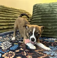 Twin Girl 1, a female Boston Terrier and Pomsky for sale in Kokomo, IN – Photo 1 of 8