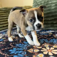 Twin Girl 1, a female Boston Terrier and Pomsky for sale in Kokomo, IN – Photo 4 of 8
