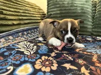Twin Girl 1, a female Boston Terrier and Pomsky for sale in Kokomo, IN – Photo 6 of 8
