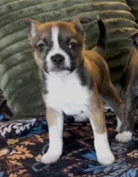 Twin Girl 1, a female Boston Terrier and Pomsky for sale in Kokomo, IN – Photo 2 of 8