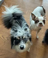 Twin Girl 1, a female Boston Terrier and Pomsky for sale in Kokomo, IN – Photo 8 of 8