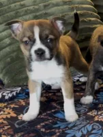 Twin Girl 1, a female Boston Terrier and Pomsky for sale in Kokomo, IN – Photo 3 of 8