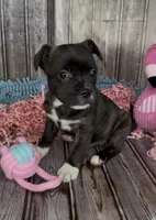 Luxe, a male French Bulldog and Pomsky for sale in Kokomo, IN – 5 of 9