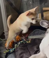 Max -Video updates-, a male French Bulldog and Pomsky for sale in Kokomo, IN – 5 of 10