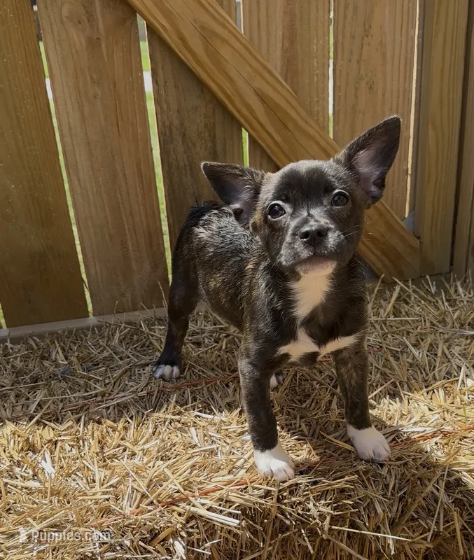 King -Video updates 8/17 – French Bulldog, Pomsky puppy for sale in Kokomo, IN