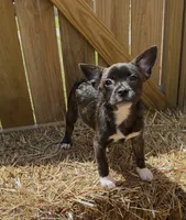 Luxe -Video updates 8/8, a male French Bulldog and Pomsky for sale in Kokomo, IN – 4 of 10