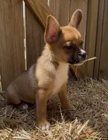 Ali -New Video 8/8, a male French Bulldog and Pomsky for sale in Kokomo, IN – 3 of 9