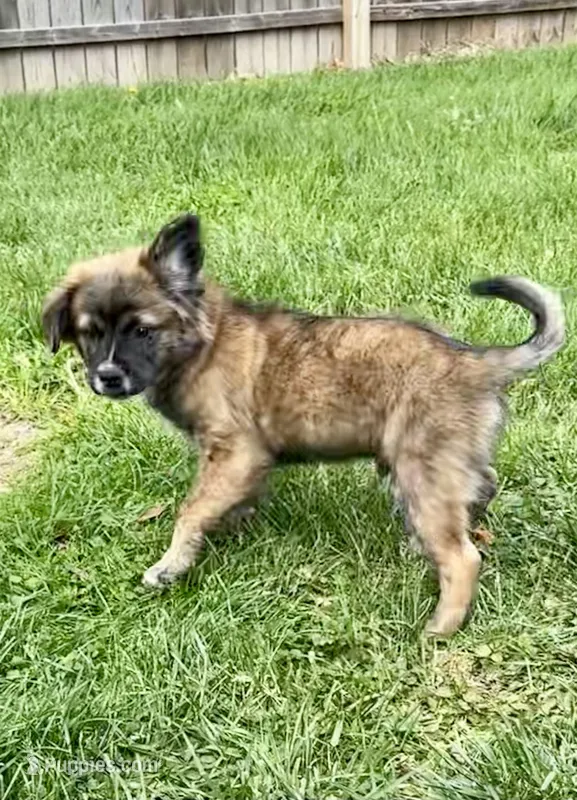 Fluffy Merle  – French Bulldog, Pomsky puppy for sale in Kokomo, IN