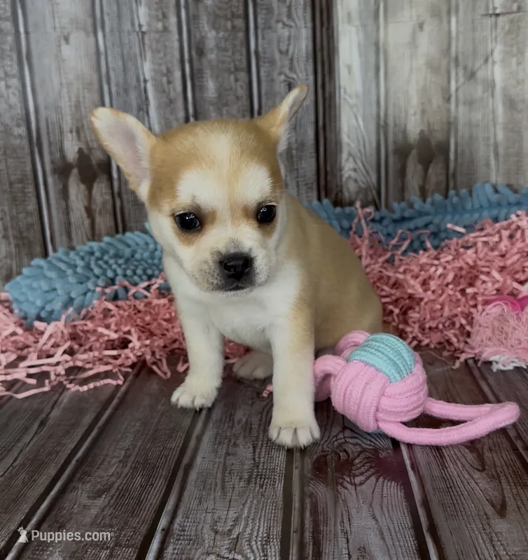 Max – French Bulldog, Pomsky puppy for sale in Kokomo, IN