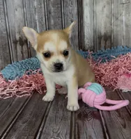 Max, a male French Bulldog and Pomsky for sale in Kokomo, IN – 2 of 10