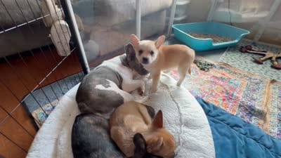 Max -Video updates 8/2, a male French Bulldog and Pomsky for sale in Kokomo, IN – 8 of 10
