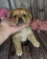 Gin /Golden Merle , a male French Bulldog and Pomsky for sale in Kokomo, IN – 5 of 10