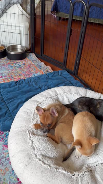 Ali -Video updates 8/2-, a male French Bulldog and Pomsky for sale in Kokomo, IN – 8 of 10
