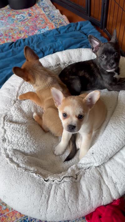 Luxe -Video updates 8/2-, a male French Bulldog and Pomsky for sale in Kokomo, IN – 5 of 7