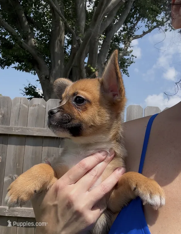 Ali -New Video 8/8 – French Bulldog, Pomsky puppy for sale in Kokomo, IN