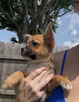 Ali -New Video 8/8, a male French Bulldog and Pomsky for sale in Kokomo, IN – 2 of 9