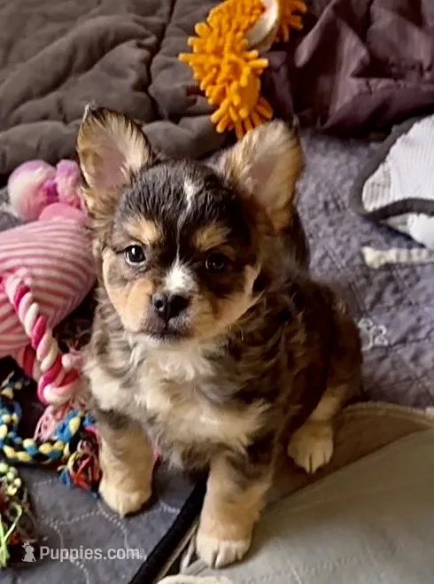 Biz – French Bulldog, Pomsky puppy for sale in Kokomo, IN