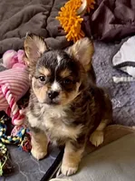 Biz -Video updates-, a male French Bulldog and Pomsky for sale in Kokomo, IN – 1 of 10