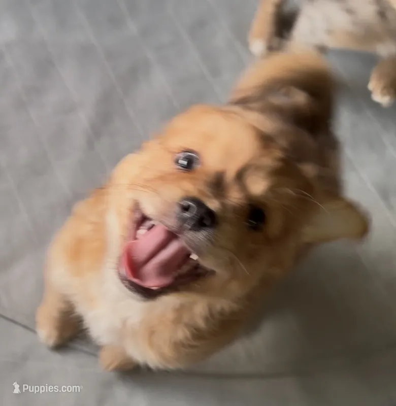 Gin /Golden Merle  – French Bulldog, Pomsky puppy for sale in Kokomo, IN