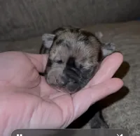 Merle Fromsky, a female French Bulldog and Pomsky for sale in Kokomo, IN – Photo 5 of 9