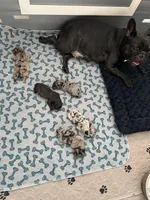 Merle Fromsky, a female French Bulldog and Pomsky for sale in Kokomo, IN – Photo 6 of 9