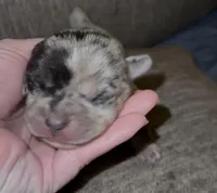Merle Fromsky, a female French Bulldog and Pomsky for sale in Kokomo, IN – Photo 3 of 9