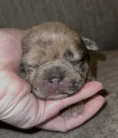 Merle Fromsky, a female French Bulldog and Pomsky for sale in Kokomo, IN – Photo 2 of 9