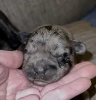 Merle Fromsky, a female French Bulldog and Pomsky for sale in Kokomo, IN – Photo 4 of 9