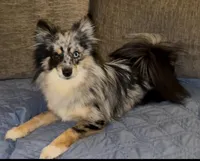 Merle Fromsky, a female French Bulldog and Pomsky for sale in Kokomo, IN – Photo 7 of 9