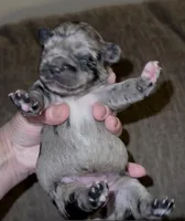 Merle Fromsky, a female French Bulldog and Pomsky for sale in Kokomo, IN – Photo 1 of 9