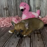 Ali, a male French Bulldog and Pomsky for sale in Kokomo, IN – 4 of 10