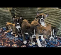 Girl 1 Brindle, a female Boston Terrier and Pomsky for sale in Kokomo, IN – Photo 4 of 6