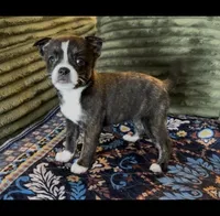 Girl 1 Brindle, a female Boston Terrier and Pomsky for sale in Kokomo, IN – Photo 1 of 6