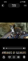 Girl 1 Brindle, a female Boston Terrier and Pomsky for sale in Kokomo, IN – Photo 6 of 6