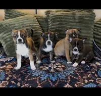 Girl 1 Brindle, a female Boston Terrier and Pomsky for sale in Kokomo, IN – Photo 3 of 6