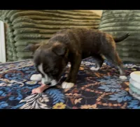 Girl 1 Brindle, a female Boston Terrier and Pomsky for sale in Kokomo, IN – Photo 2 of 6
