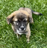 Fluffy Merle , a male French Bulldog and Pomsky for sale in Kokomo, IN – 4 of 10
