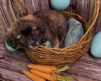 Unique Golden/Black Fluffy Merle , a male French Bulldog and Pomsky for sale in Kokomo, IN – Photo 6 of 9