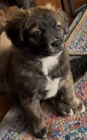 Unique Golden/Black Fluffy Merle , a male French Bulldog and Pomsky for sale in Kokomo, IN – Photo 2 of 10
