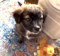 Unique Golden/Black Fluffy Merle , a male French Bulldog and Pomsky for sale in Kokomo, IN – Photo 7 of 10